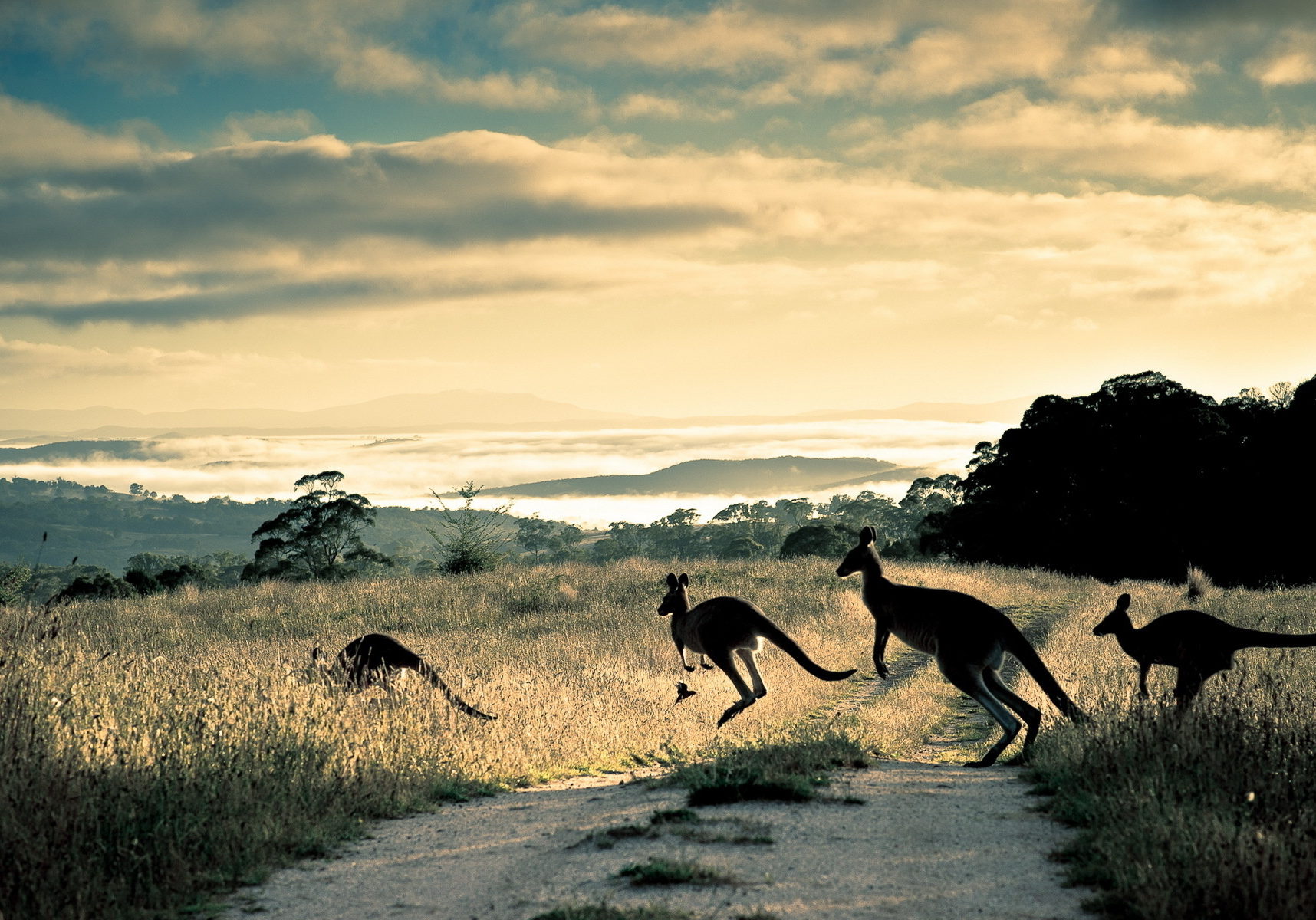 Kangas